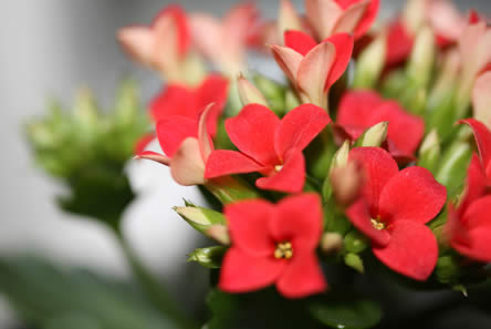 Kalanchoe blossfeldiana